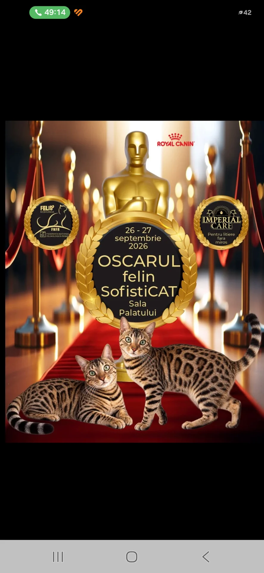 Catshow Bucharest