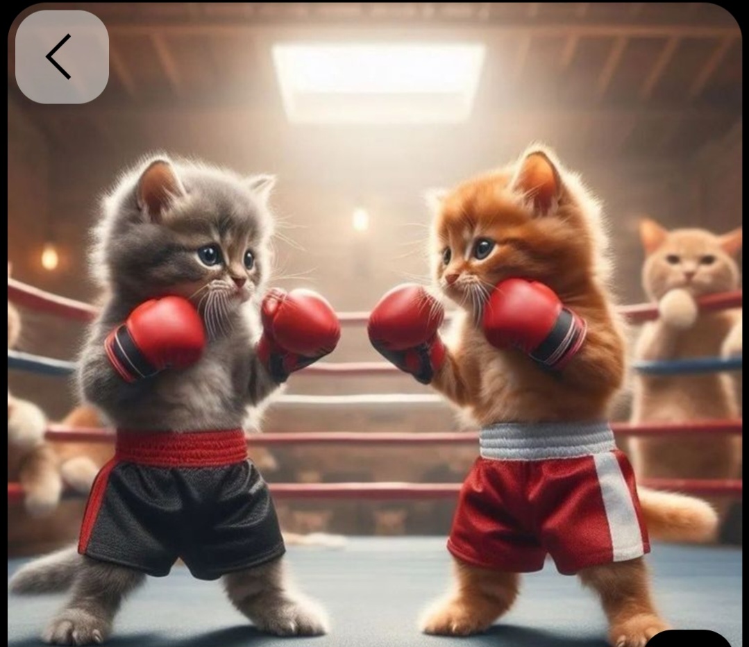🥊 Free Boxing Training Session 🥊
